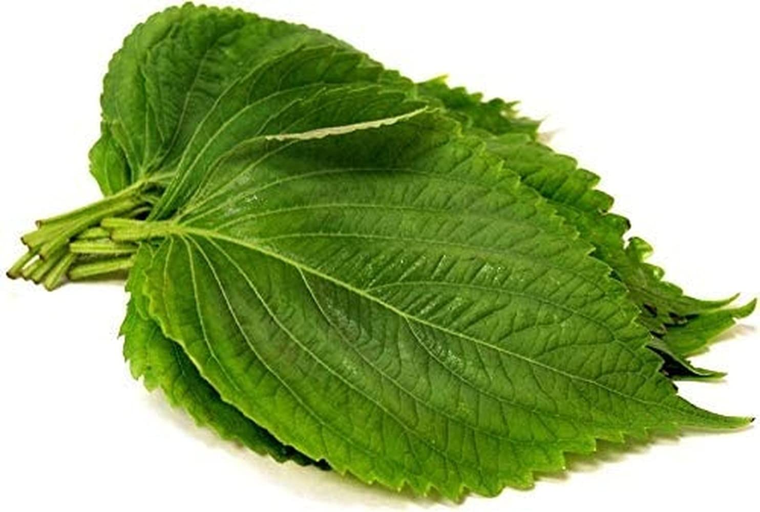 Green Shiso Perilla plant from seeds with serrated, aromatic green leaves used in cooking